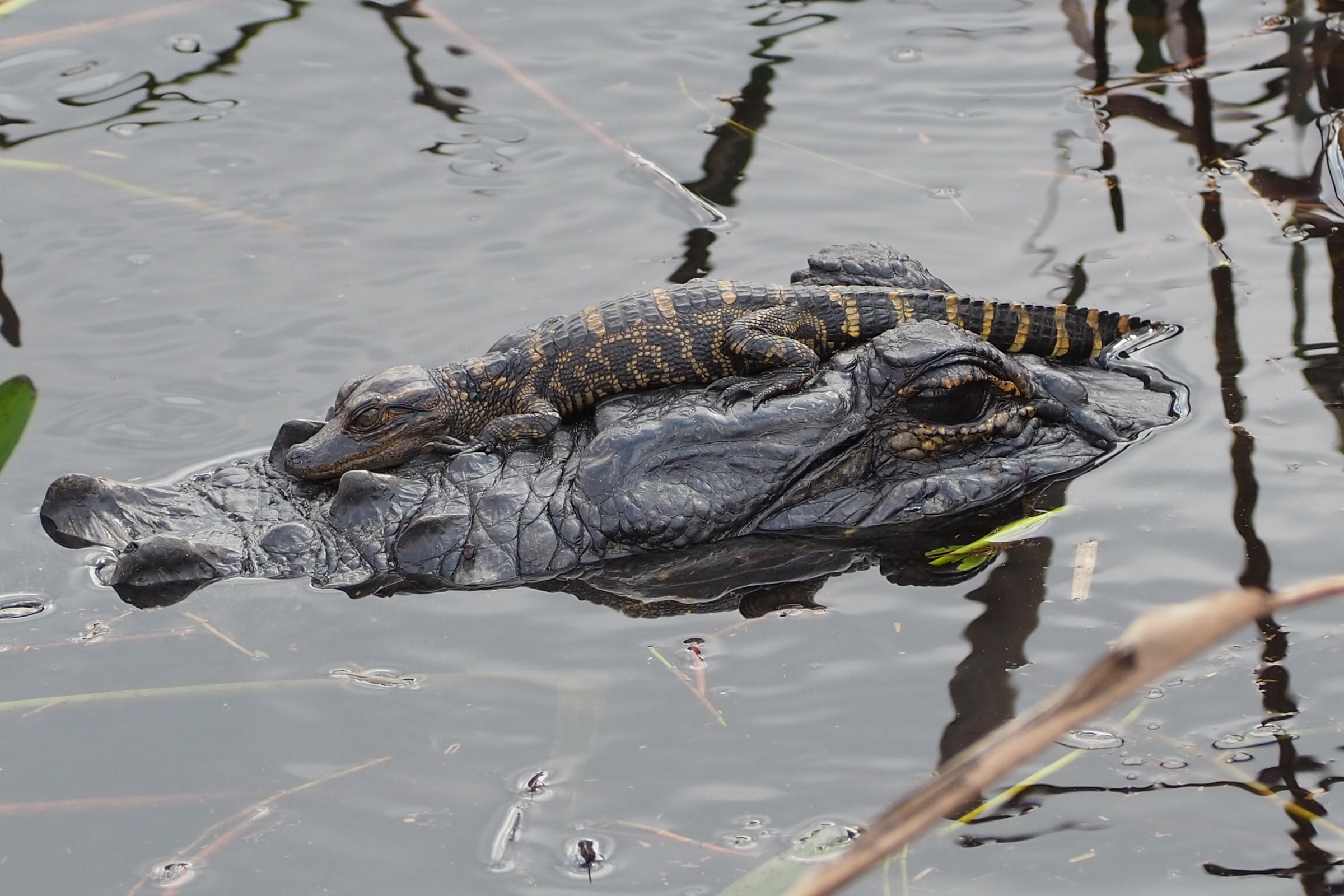 A juvenile American alligator resting on an adult alligator in shallow water