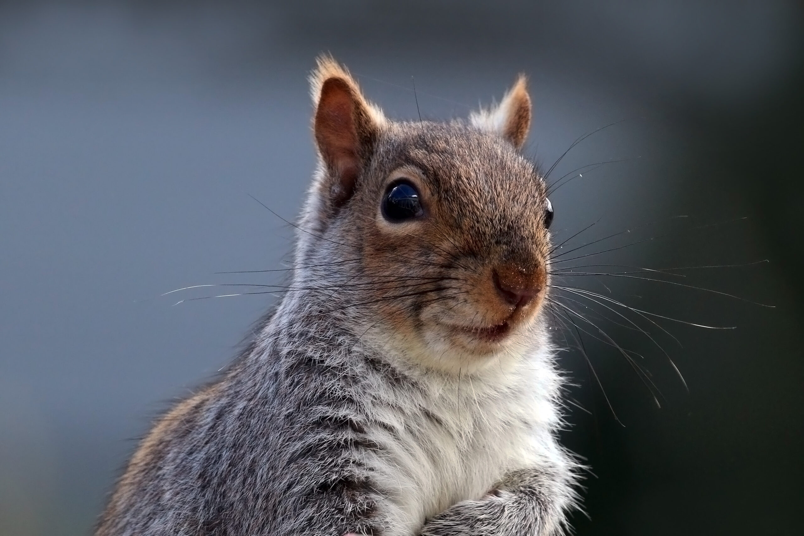 A grey squirrel looking toward the camera