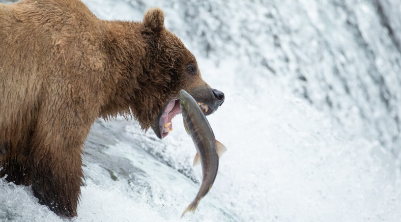 A brown bear at Brooks Falls in Katmai National Park holds a salmon in its jaws